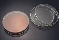 Dish, Petri,PlasticNalge